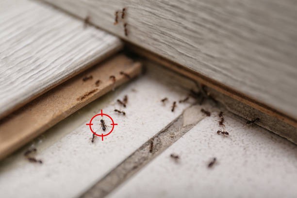 Wildlife Control Services in Greenville, SC