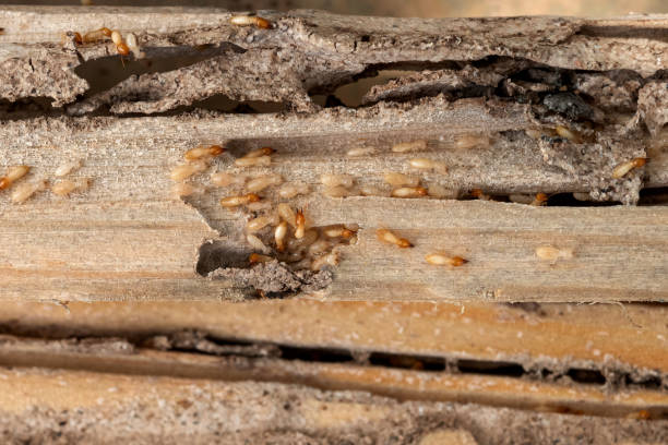 Best Ant Control Services  in Greenville, SC