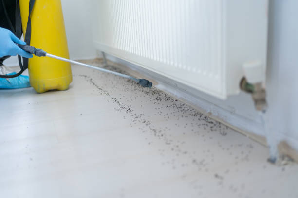 Best Flea Control Services  in Greenville, SC