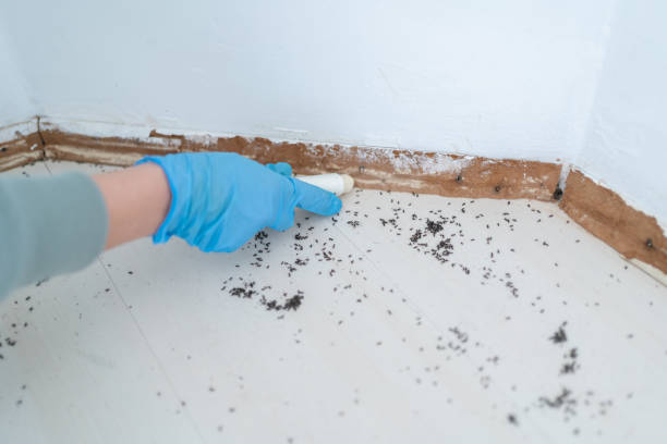 Best Wasp Removal Services  in Greenville, SC